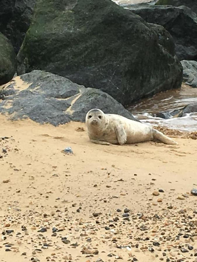 Coastal Terrace Dogs Welcome Optional Hot Tub Villa Sea Palling Eksteriør billede